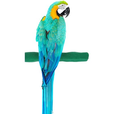 Sweet Feet and Beak Comfort Grip Safety Perch