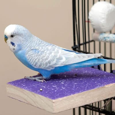 Mrli Pet Colorful Bird Perch Stand